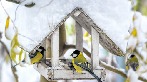 assemblage nichoirs à oiseaux