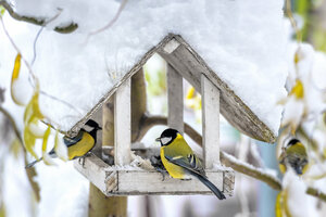 assemblage nichoirs à oiseaux