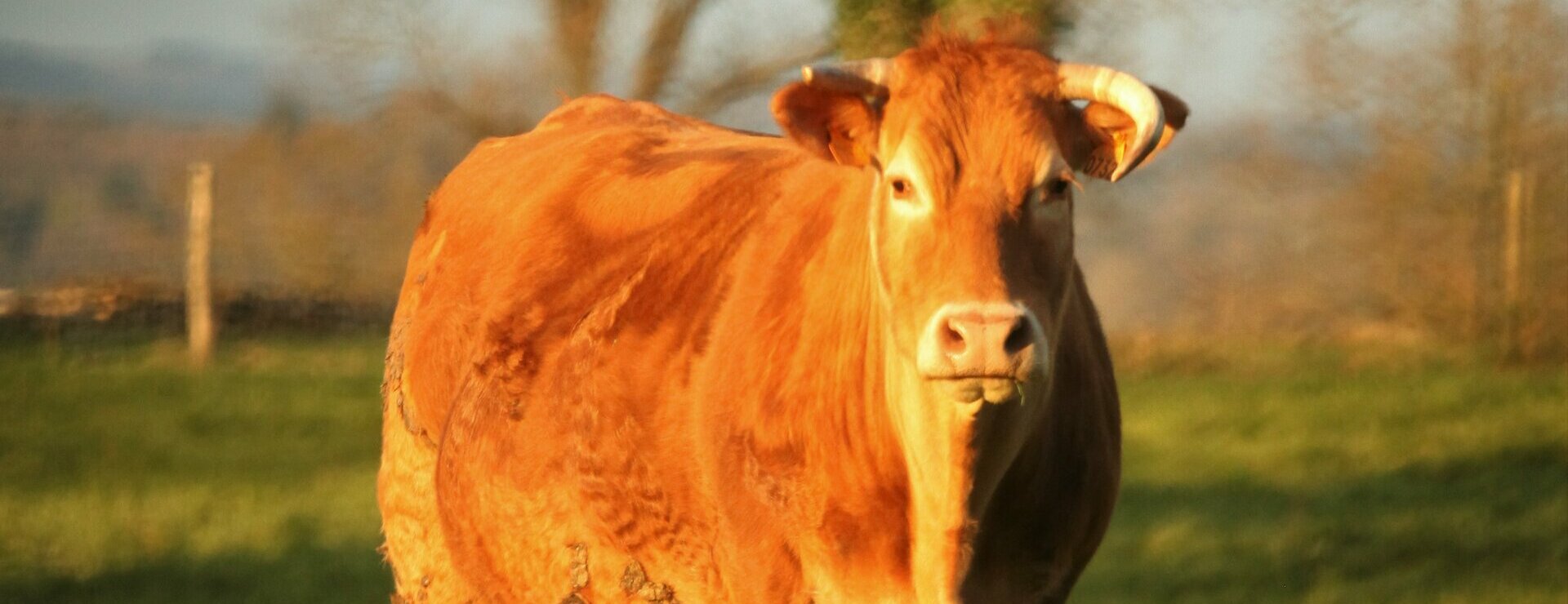 un village typique du limousin Saint-Yrieix sous Aixe